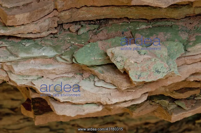 : Muav Limestone in the Grand Canyon, AZ : Muav Limestone in the Grand Canyon, AZ