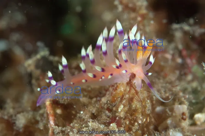 : Much-desired Flabellina Nudibranch : Much-desired Flabellina Nudibranch