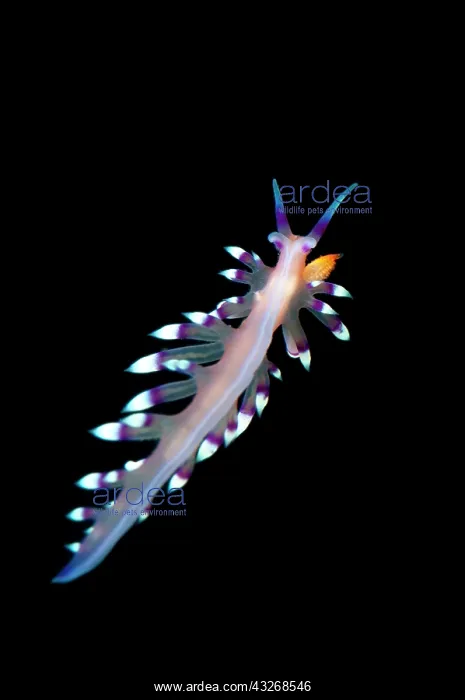 : Much-desired Flabellina Nudibranch : Much-desired Flabellina Nudibranch