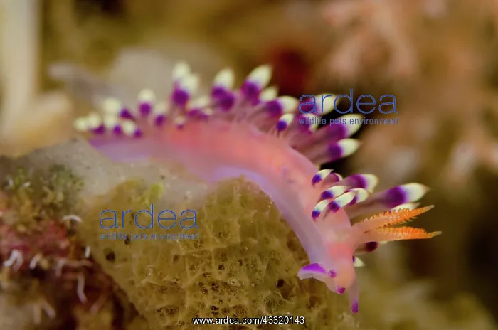 : Much-desired Flabellina Nudibranch : Much-desired Flabellina Nudibranch