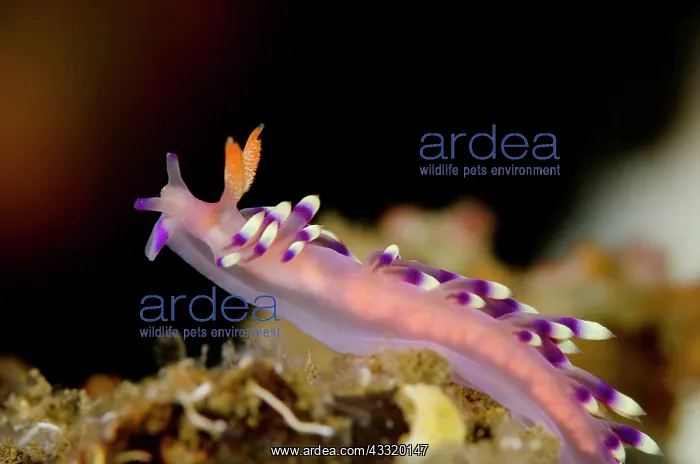 : Much-desired Flabellina Nudibranch : Much-desired Flabellina Nudibranch