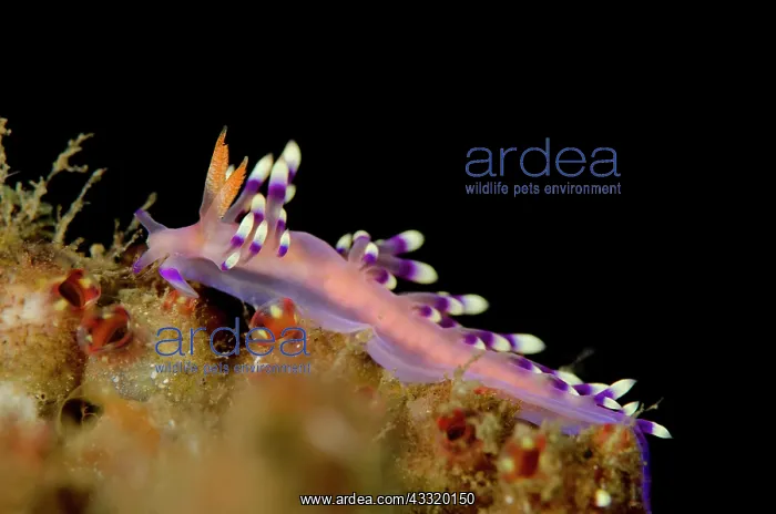 : Much-desired Flabellina Nudibranch : Much-desired Flabellina Nudibranch