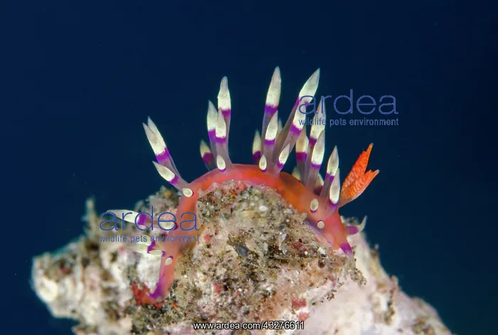  : Much-desired Flabellina Nudibranch - Pyramids dive