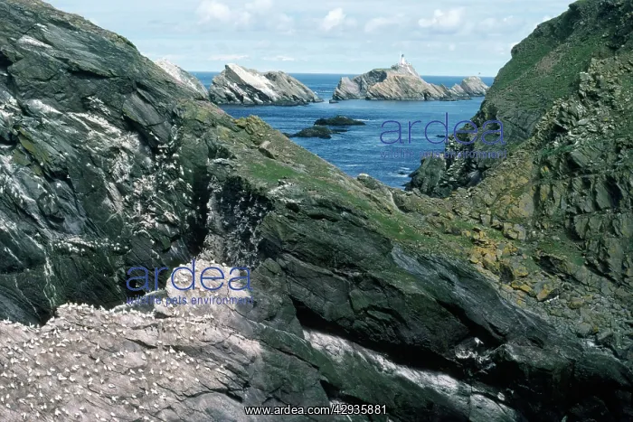 : Muckle Flugga Island - & cliffs : Muckle Flugga Island - & cliffs