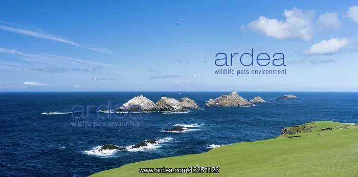 : Muckle Flugga with lighthouse, Hermaness : Muckle Flugga with lighthouse, Hermaness