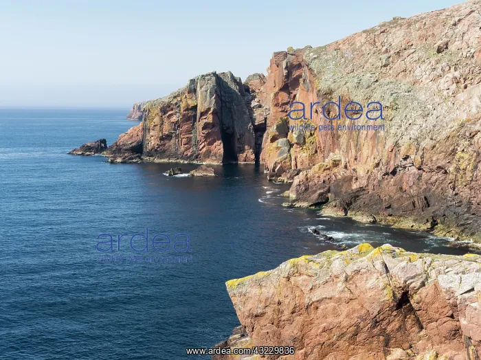 : Muckle Roe (big red isle) is famous for : Muckle Roe (big red isle) is famous for