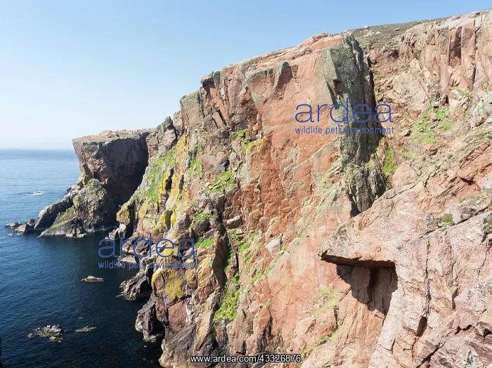 : Muckle Roe (big red isle) is famous for : Muckle Roe (big red isle) is famous for