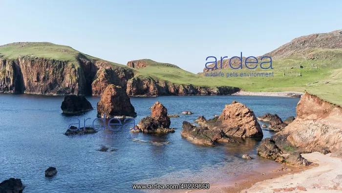 : Muckle Roe, famous for the red pristine : Muckle Roe, famous for the red pristine