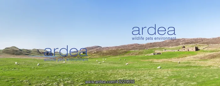 : Muckle Roe, a small island of the Shetland : Muckle Roe, a small island of the Shetland