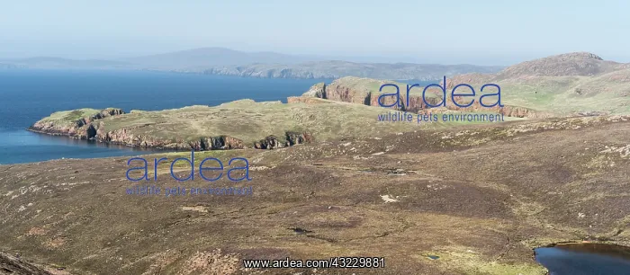 : Muckle Roe, view towards Northmavine and : Muckle Roe, view towards Northmavine and