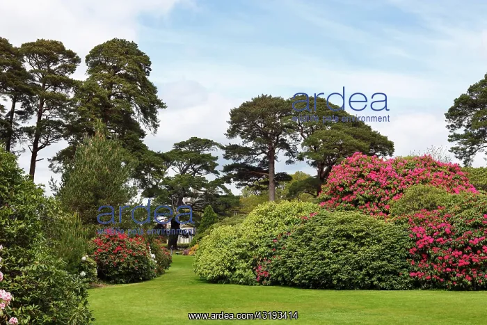 : Muckross Gardens in spring, blossoming rhododendron : Muckross Gardens in spring, blossoming rhododendron