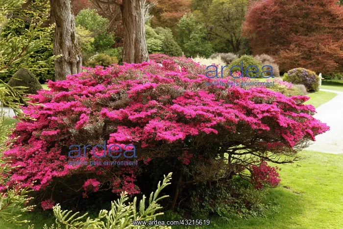 : Muckross Gardens in spring, blossoming rhododendron : Muckross Gardens in spring, blossoming rhododendron
