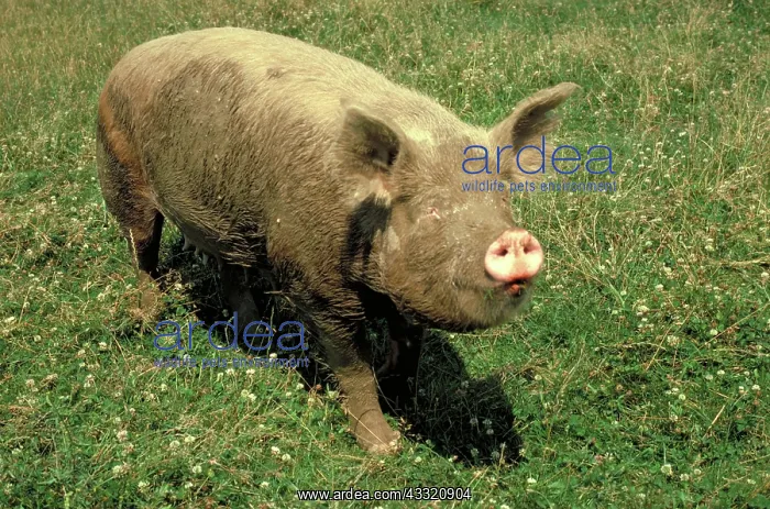 : Mud covered pig : Mud covered pig