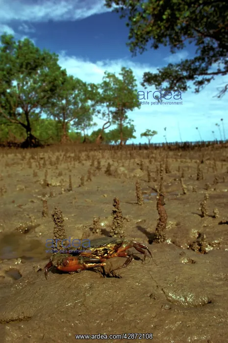 : Mud crab - In mangrove habitat : Mud crab - In mangrove habitat