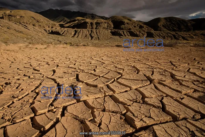 : Mud cracking in drying lake, Death Valley, California : Mud cracking in drying lake, Death Valley, California
