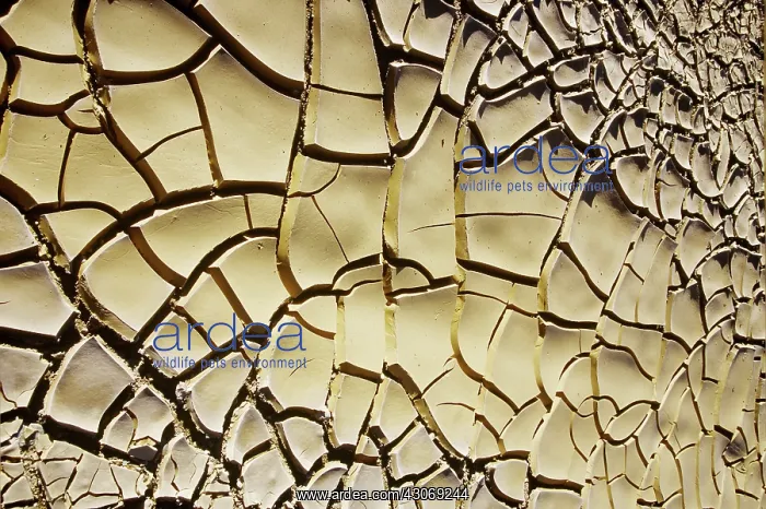 : Mud Cracks : Mud Cracks