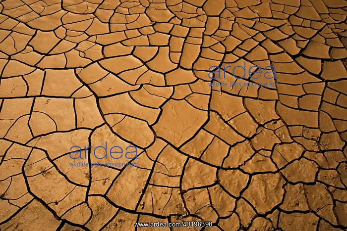 : Mud cracks, near San Pedro river, Arizona : Mud cracks, near San Pedro river, Arizona