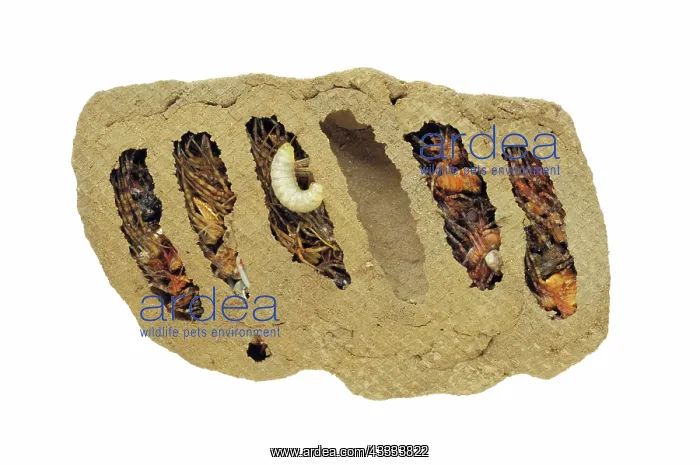 : Mud Dauber Larva and Nest : Mud Dauber Larva and Nest