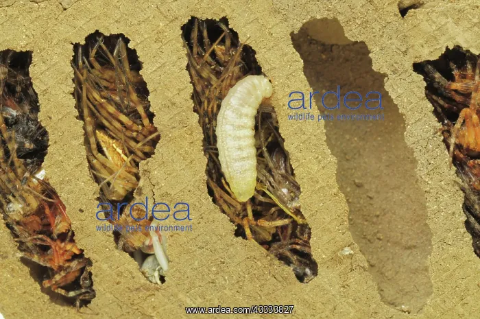 : Mud Dauber Larva and Nest : Mud Dauber Larva and Nest
