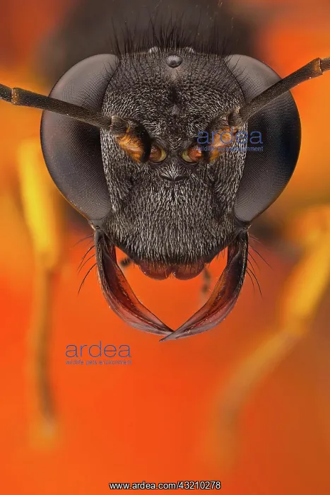 : A Mud dauber portrait, its name comes from the n : A Mud dauber portrait, its name comes from the n