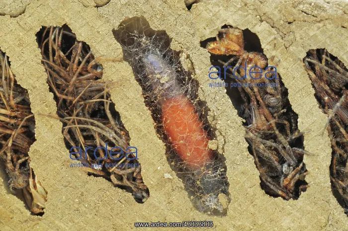 : Mud Dauber Pupa in Nest : Mud Dauber Pupa in Nest