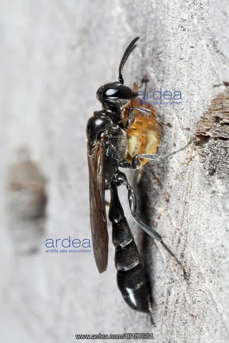 : Mud Dauber Wasp : Mud Dauber Wasp