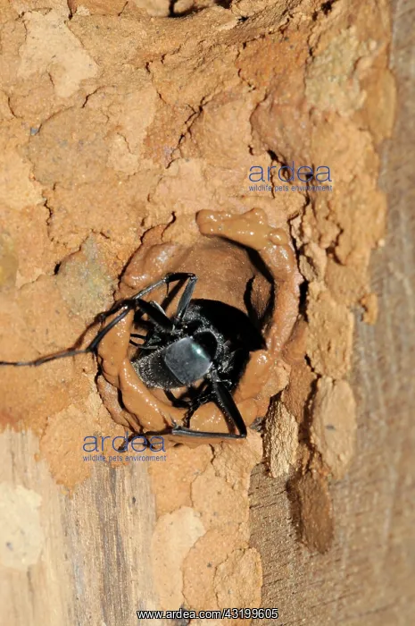 : Mud Dauber Wasp : Mud Dauber Wasp