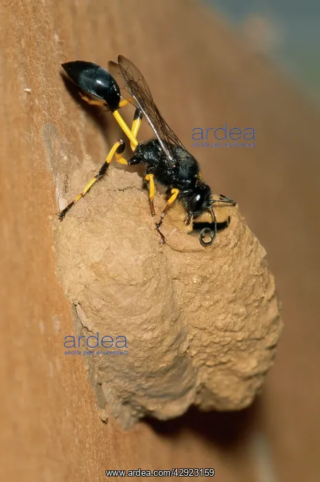 : Mud Dauber Wasp - sealing nest entrance : Mud Dauber Wasp - sealing nest entrance