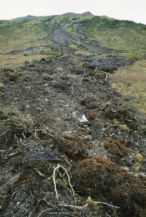 : Mud and Debris Slide : Mud and Debris Slide
