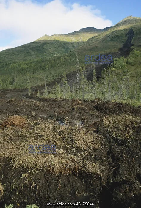 : Mud and Debris Slide : Mud and Debris Slide