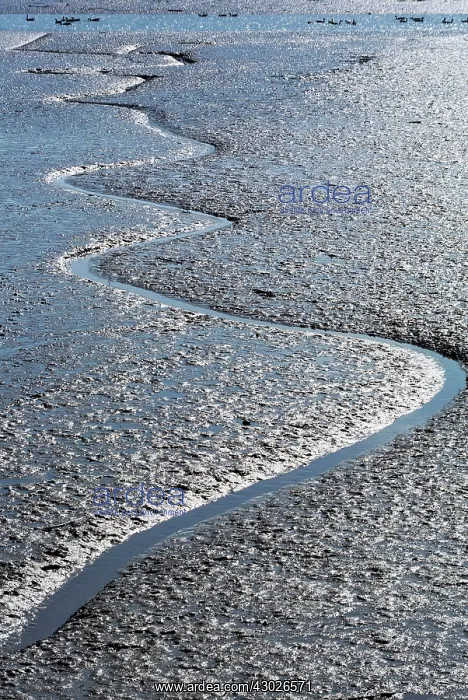 : Mud Flats with rivulet. River Deben, Woodbridge, Suffolk, UK : Mud Flats with rivulet. River Deben, Woodbridge, Suffolk, UK