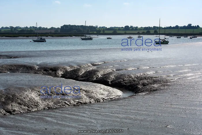 : Mud Flats with rivulet. River Deben, Woodbridge, Suffolk, UK : Mud Flats with rivulet. River Deben, Woodbridge, Suffolk, UK