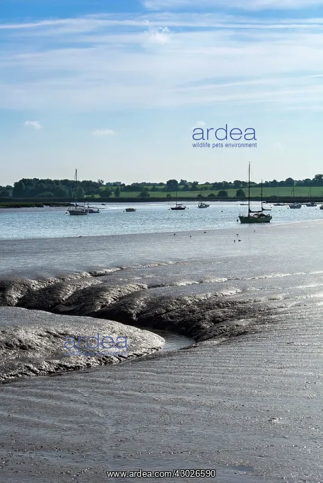 : Mud Flats with rivulet. River Deben, Woodbridge, Suffolk, UK : Mud Flats with rivulet. River Deben, Woodbridge, Suffolk, UK