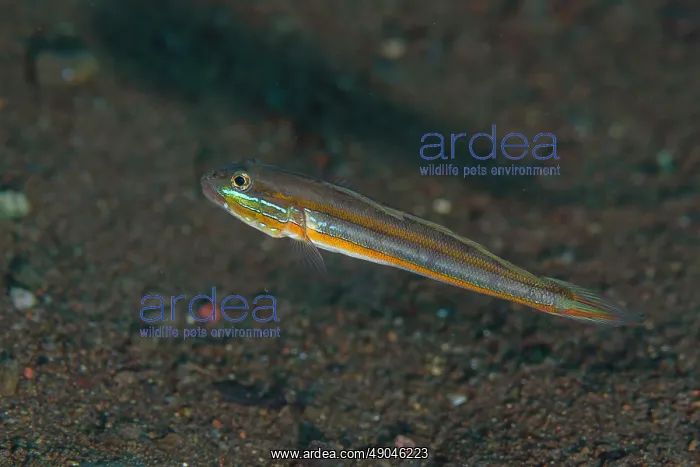 : Mud Goby ~ Segara dive site, Seraya, Karangasem, Bali, Indonesia : Mud Goby ~ Segara dive site, Seraya, Karangasem, Bali, Indonesia