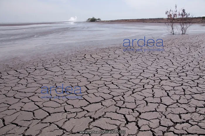 : Mud Lake environmental disaster which developed : Mud Lake environmental disaster which developed