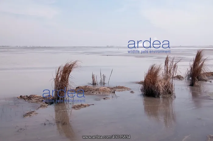 : Mud Lake long grasses in mud lake environmental : Mud Lake long grasses in mud lake environmental