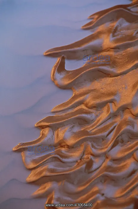 : Mud Patterns : Mud Patterns