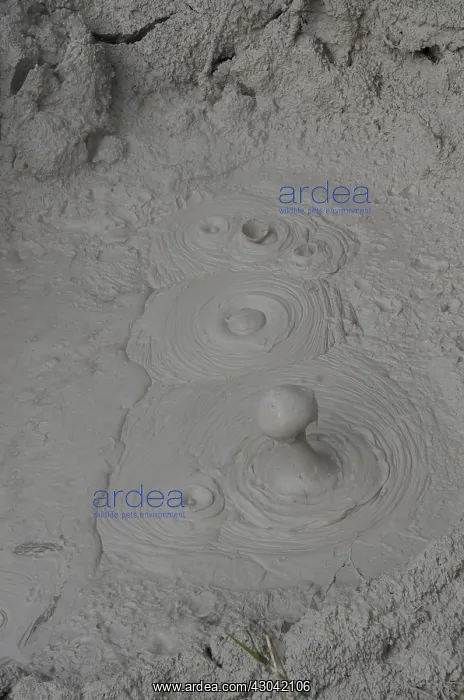  : Mud Pit - steam bubble bursting from mud - Orakei