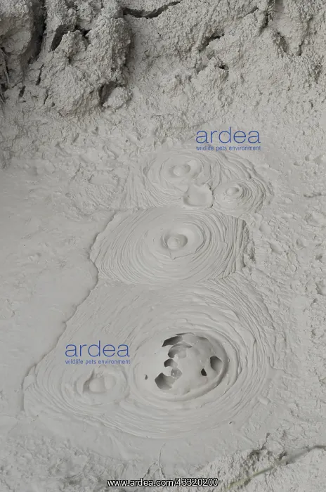 : Mud Pit - steam bubble bursting from mud - Orakei : Mud Pit - steam bubble bursting from mud - Orakei