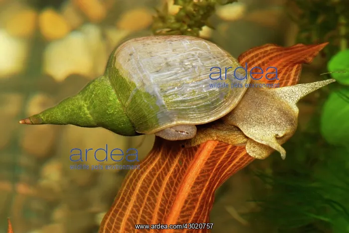  : Mud Pond Snail