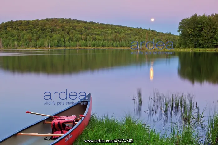 : Mud Pond in Zack Woods. Hyde Park, Vermont : Mud Pond in Zack Woods. Hyde Park, Vermont