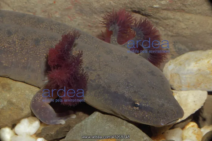 : Mud Puppy (Necturus maculosus) - New York - USA : Mud Puppy (Necturus maculosus) - New York - USA