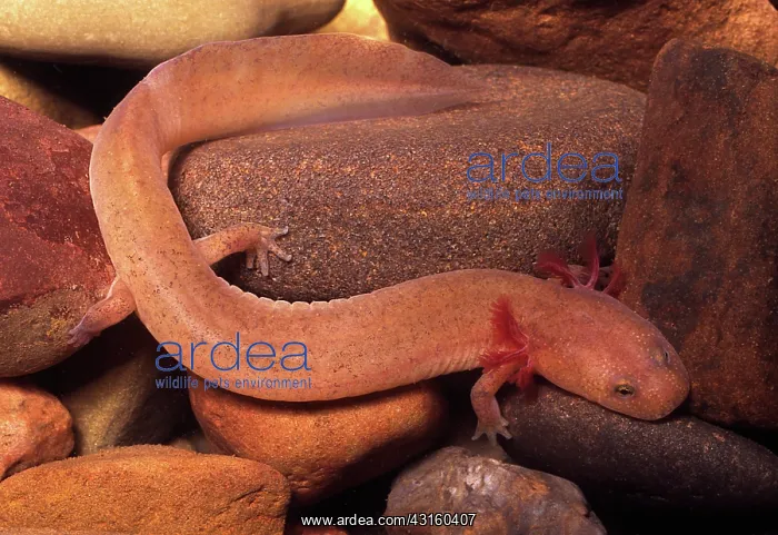 : Mud Salamander : Mud Salamander