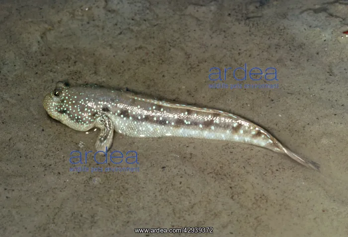  : MUD SKIPPER
