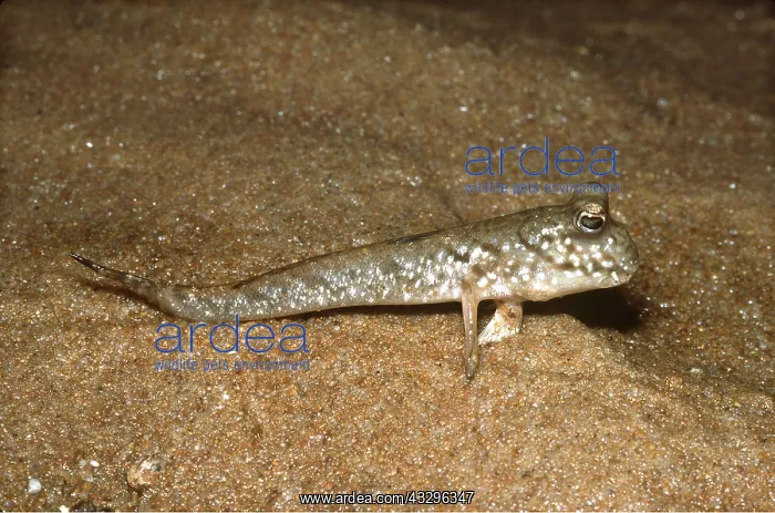 : MUD SKIPPER : MUD SKIPPER
