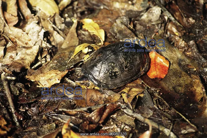 : Mud Turtle : Mud Turtle