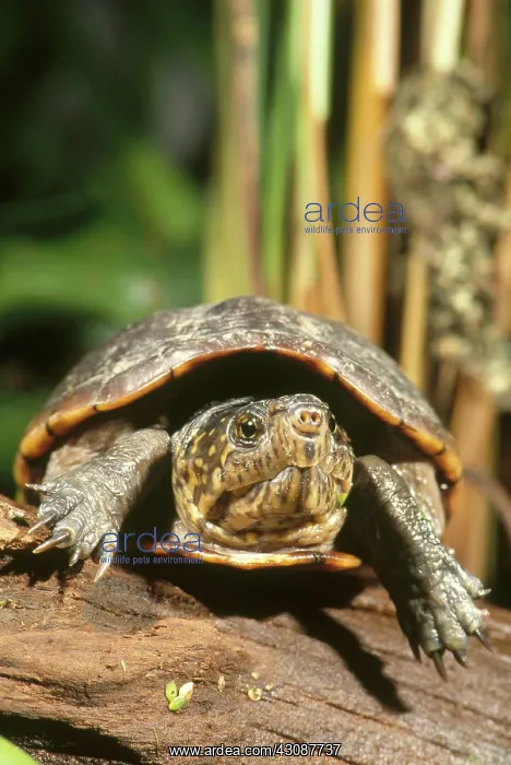 : Mud Turtle : Mud Turtle