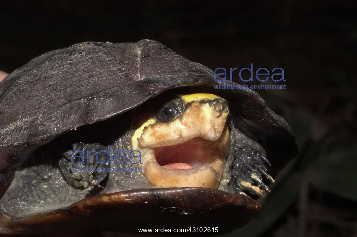 : Mud turtle : Mud turtle