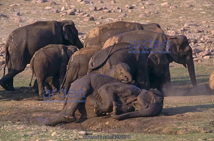 : Mud-wallowing Indian / Asian Elephants : Mud-wallowing Indian / Asian Elephants