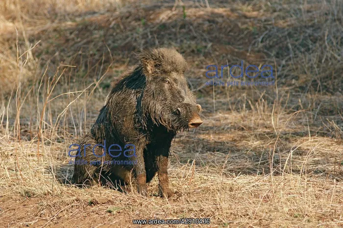 : Mud-wallowing Wild Boar : Mud-wallowing Wild Boar